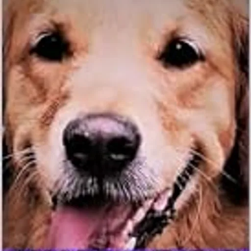 Just a Dog