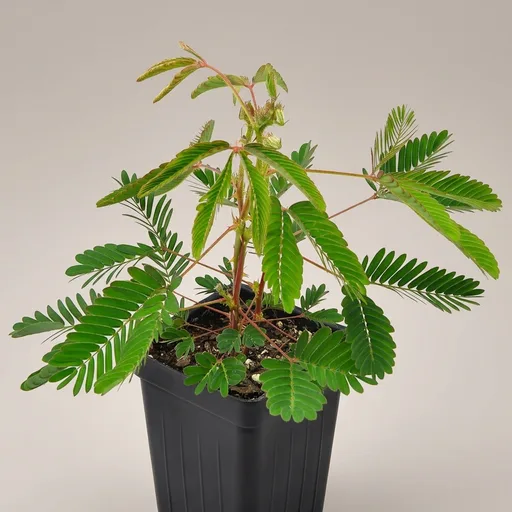 Mimosa pudica, Sensitive Plant, Touch-Me-Not, Bashful, Houseplant, Live Flowering Perennial with Foliage that Moves When Touched or Brushed, Cnt Sz: 3"