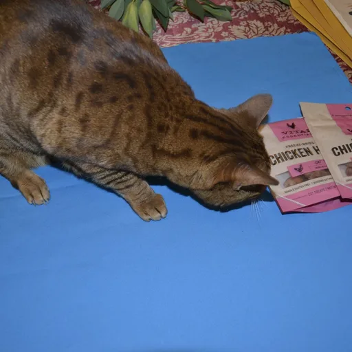 Freeze Dried Chicken Hearts for Cats