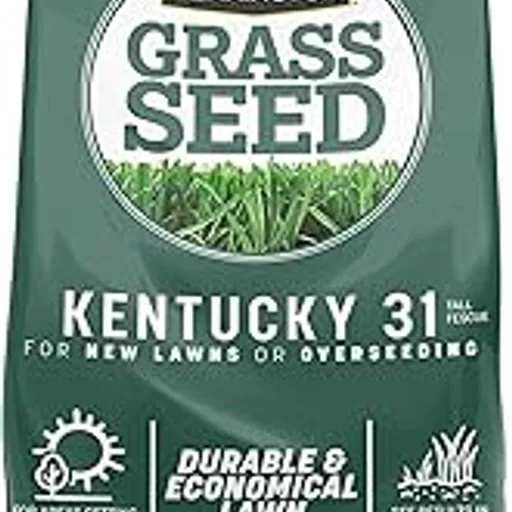 Pennington Kentucky 31 Tall Fescue Grass Seed, Drought-Resistant, 7 LB