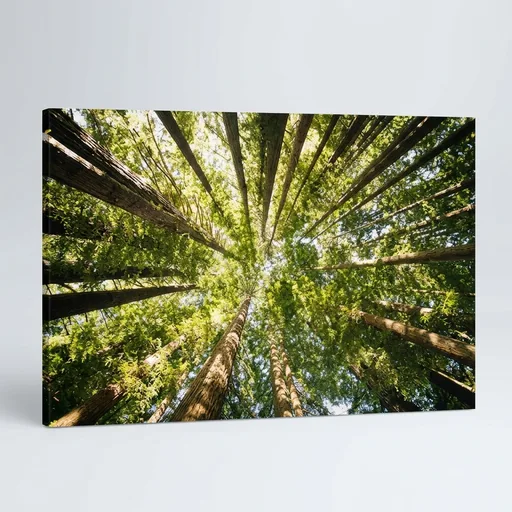 Nature Wall Art Prints - Ocean Forest Mountain Lake Canvas Landscapes - Small to Extra Large Living Room Bedroom Kitchen Bathroom Décor (Serenity in the Forest, 16"L x 24"W)