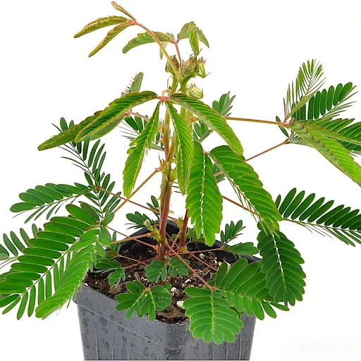 Mimosa pudica, Sensitive Plant, Touch-Me-Not, Bashful, Houseplant, Live Flowering Perennial with Foliage that Moves When Touched or Brushed, Cnt Sz: 3"