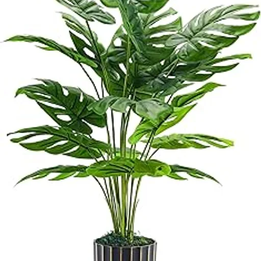 Der Rose Monstera Plant